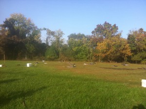 Herring Run Park before the tree planting