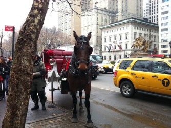 A horse resting at Central Park