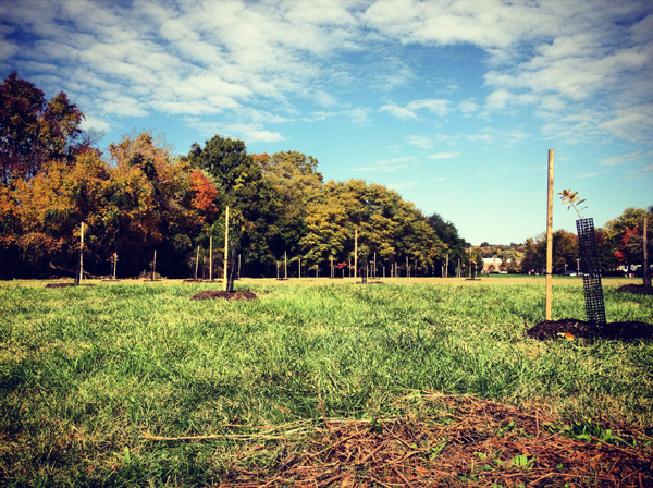 Planted trees at Herring Run Park